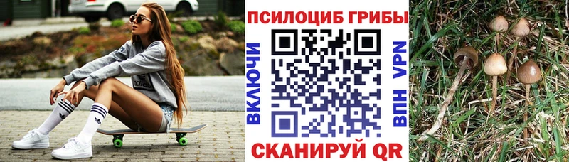 Купить  Дубовка  Псилоцибиновые грибы Cubensis 